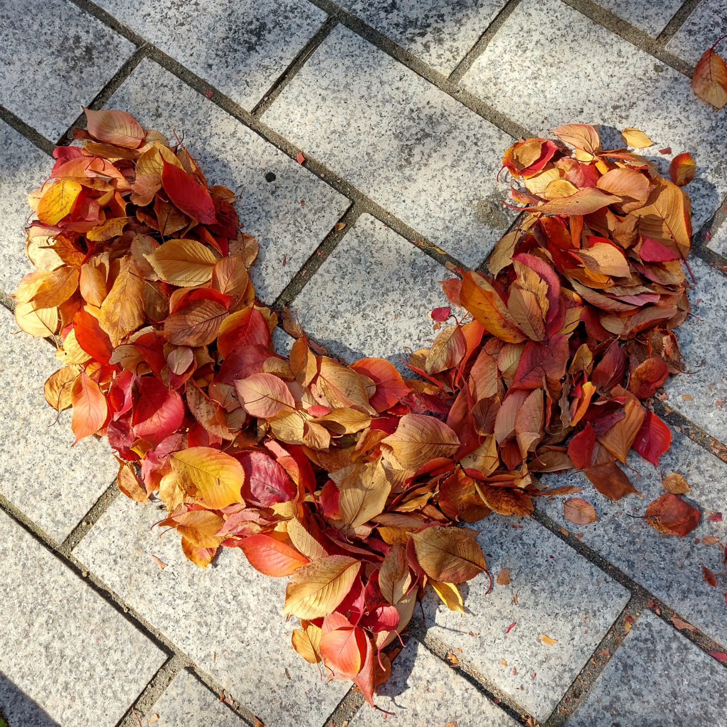 2022년 가을의 캠퍼스 3번째 첨부파일 이미지